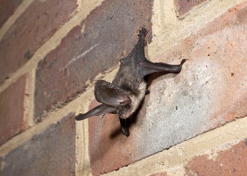 Brown Long Eared_13_Hugh Clark